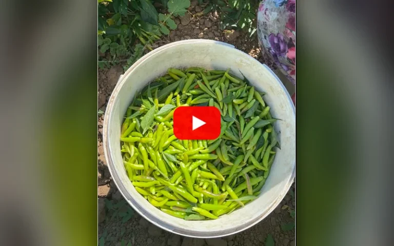 Gökçeyazı Kooperatifi YouTube kanalı biber hasadı videosu